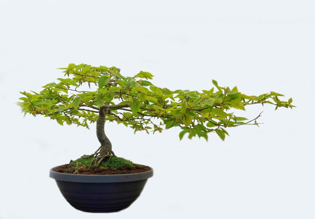 bonsai