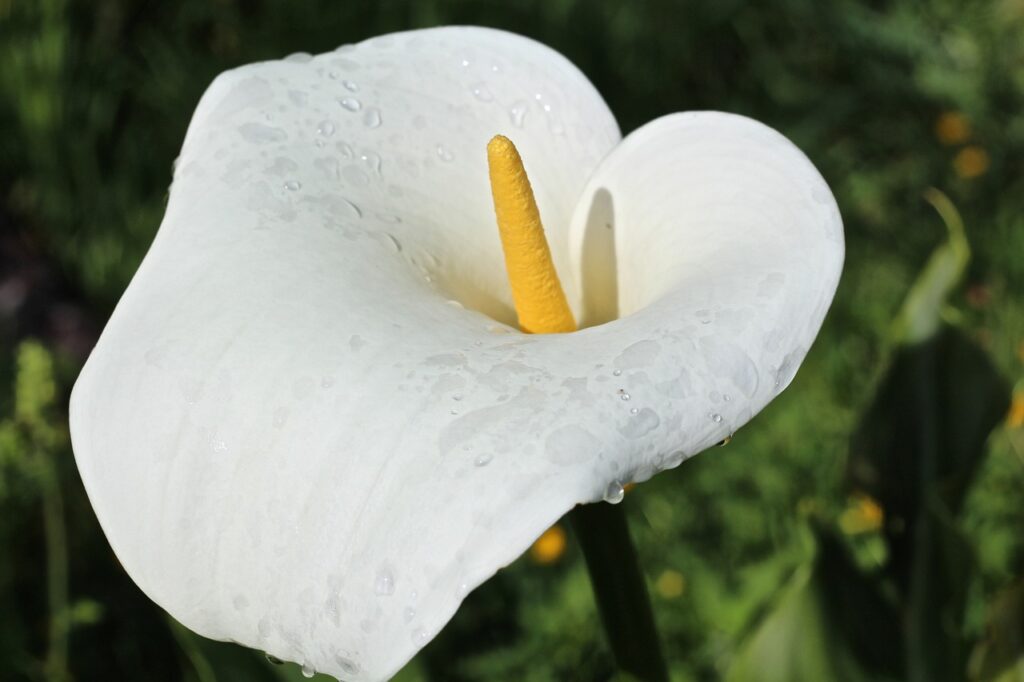calla lily