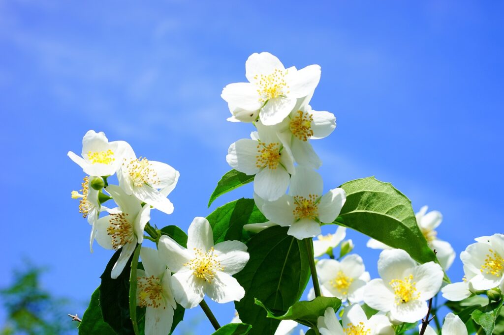 Jasmine
