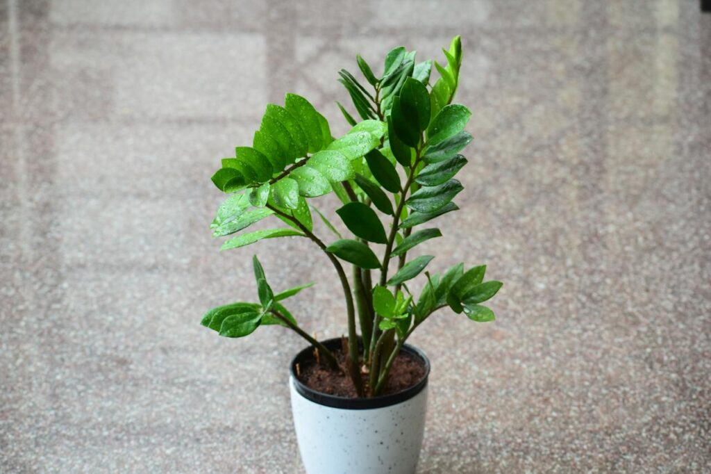 Zamioculcas
