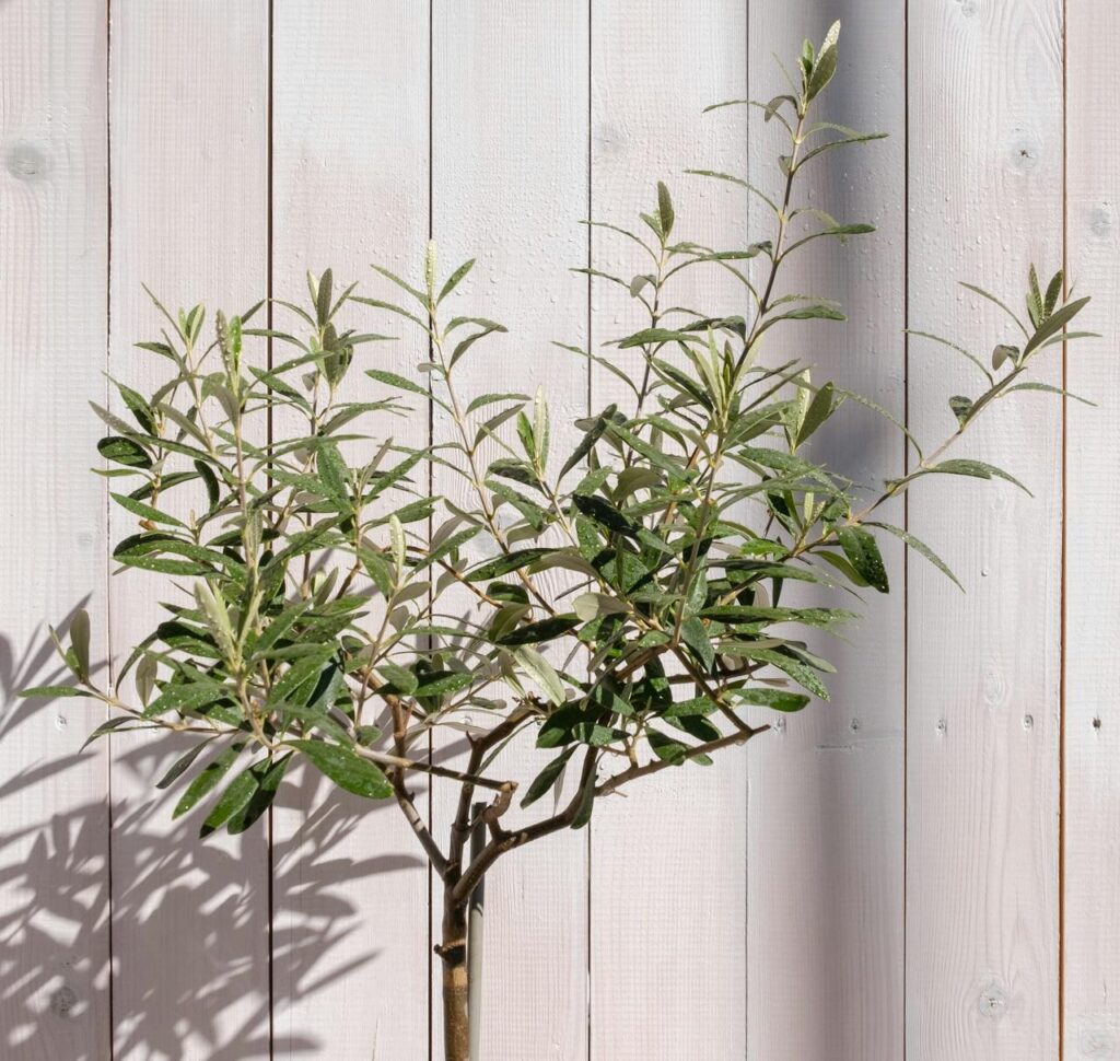 Olive Tree