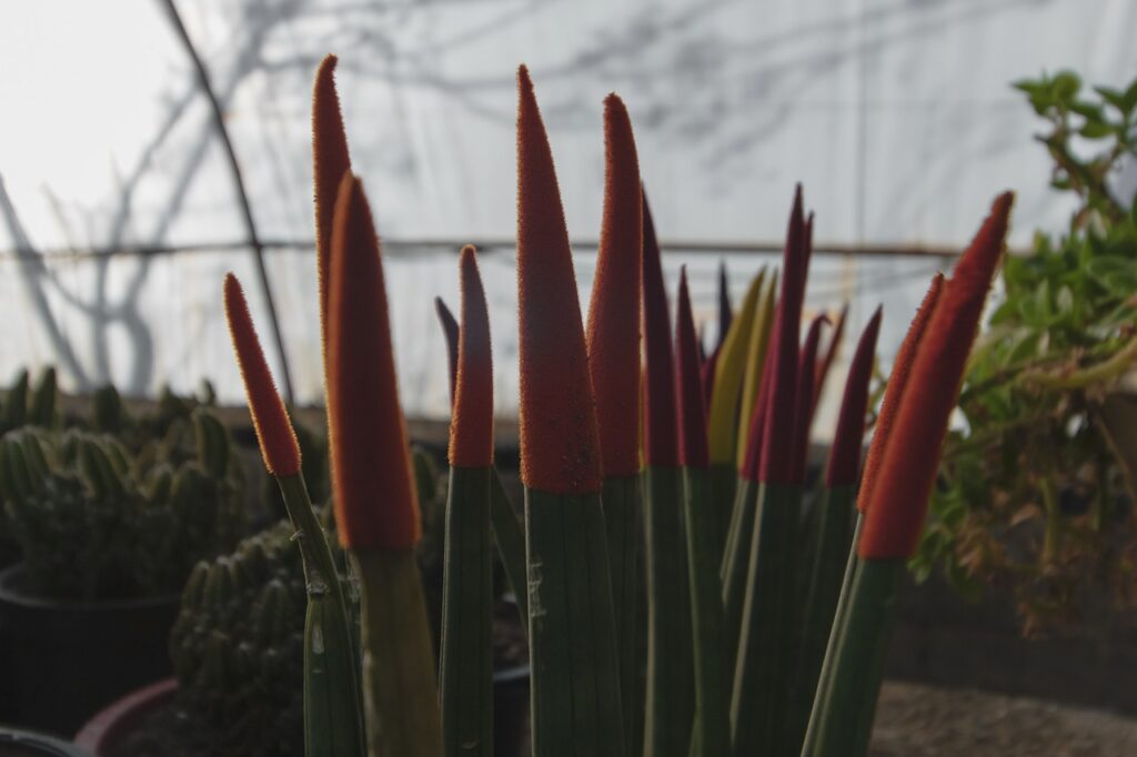 sansevieria
